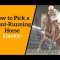 How to Pick a Front-Running Horse (Quickly)