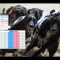 How To Trade Greyhounds On Betfair – Explanation