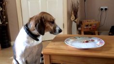 Molly the Trailhound REALLY wants to lick that plate